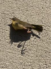 Geothlypis trichas