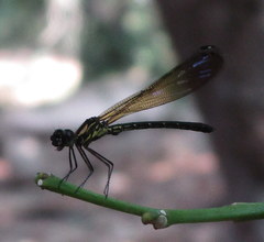 Heliocypha bisignata