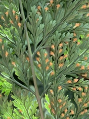 Davallia trichomanoides