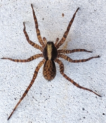Pardosa