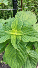 Acalypha ostryifolia