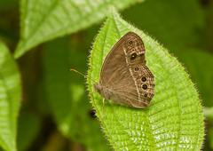 Mycalesis intermedia