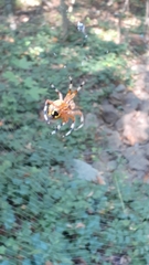 Araneus