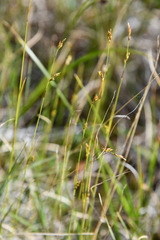 Carex williamsii