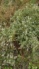 Symphyotrichum ericoides