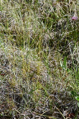 Carex williamsii