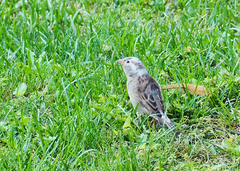 Passer domesticus domesticus