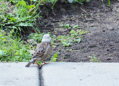 Passer domesticus domesticus