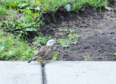 Passer domesticus domesticus