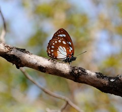 Charaxes wakefieldi