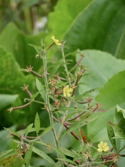Ludwigia leptocarpa