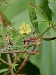 Ludwigia leptocarpa