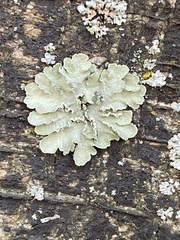 Flavopunctelia soredica