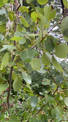 Populus tremula