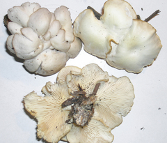 Pleurotus floridanus