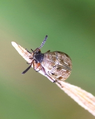 Acanthoscelides pallidipennis
