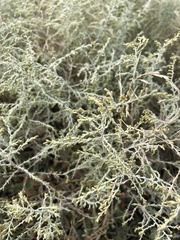 Artemisia fragrans