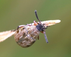 Acanthoscelides pallidipennis