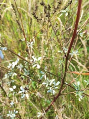 Melilotus albus