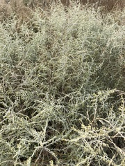 Artemisia fragrans