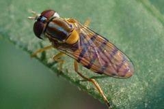Toxomerus jussiaeae