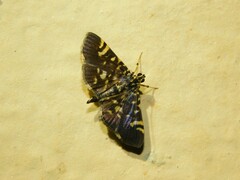 Pardomima