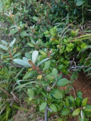 Elaeagnus