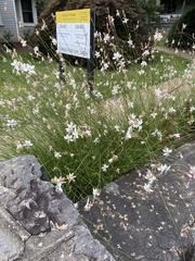 Oenothera lindheimeri