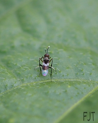 Diptera