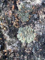 Flavopunctelia soredica