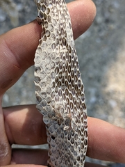 Hierophis viridiflavus