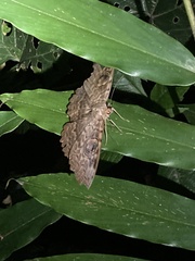Erebus walkeri