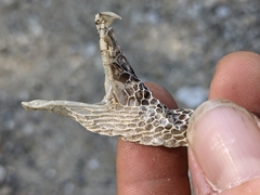 Hierophis viridiflavus