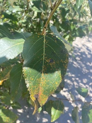 Populus balsamifera