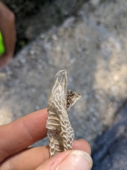Hierophis viridiflavus