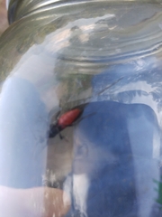 Atanycolus cappaerti