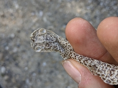 Hierophis viridiflavus