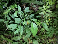 Glochidion lanceolatum