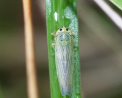 Cicadula quadrinotata