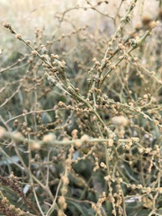 Atriplex verrucifera