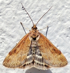 Pyrausta despicata