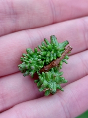 Andricus grossulariae