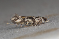 Aristotelia roseosuffusella