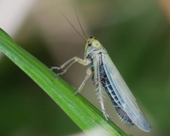 Cicadula quadrinotata