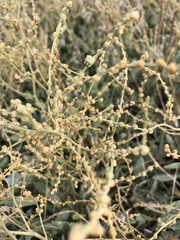 Atriplex verrucifera