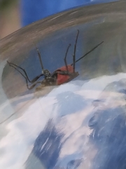 Atanycolus cappaerti