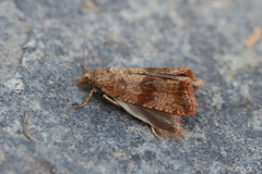 Celypha striana