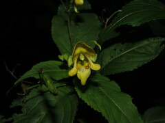 Impatiens edgeworthii