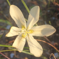 Moraea miniata