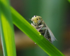 Cicadula